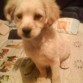 Aqui mi pequeños Stinky.....
ouch...es un amor...insisto....solo le falta hablar
Lo amoO¡¡¡